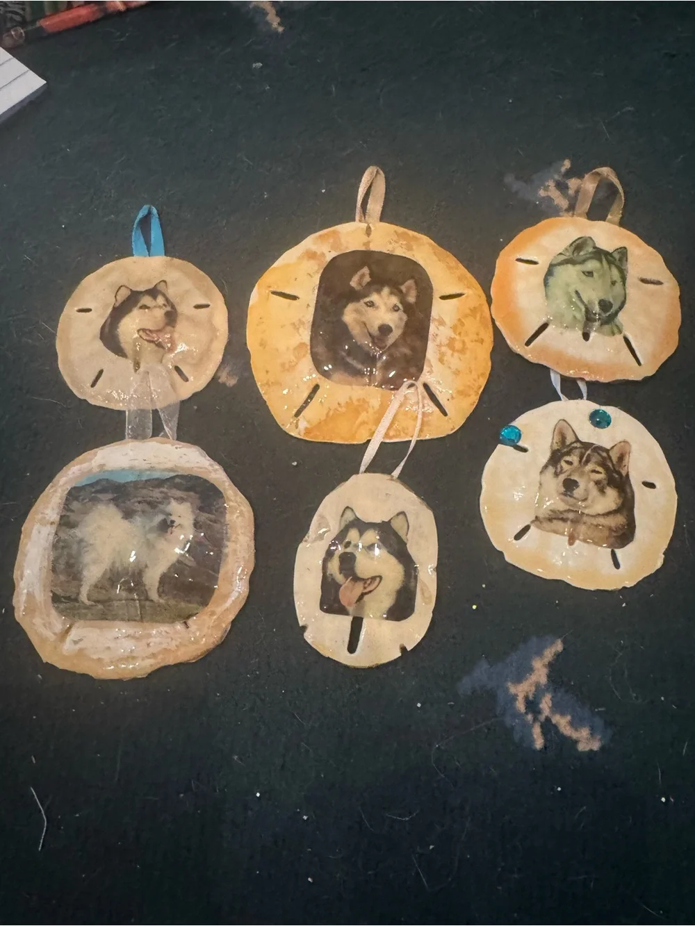 Handmade Husky Dog real sand dollars Ornament Set - Tan and Cream